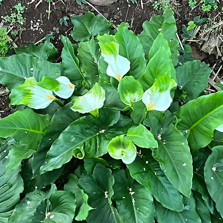 Apartmán La Casita De Omar En El Corazon De Anaga Y La Laguna *