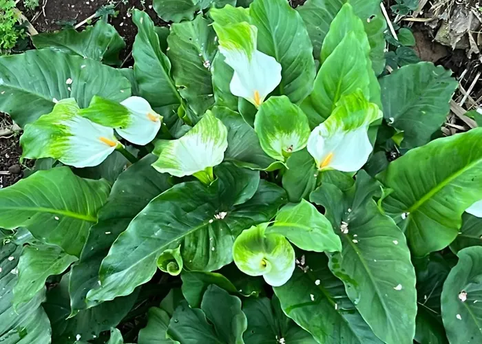 Apartament La Casita De Omar En El Corazon De Anaga Y La Laguna *